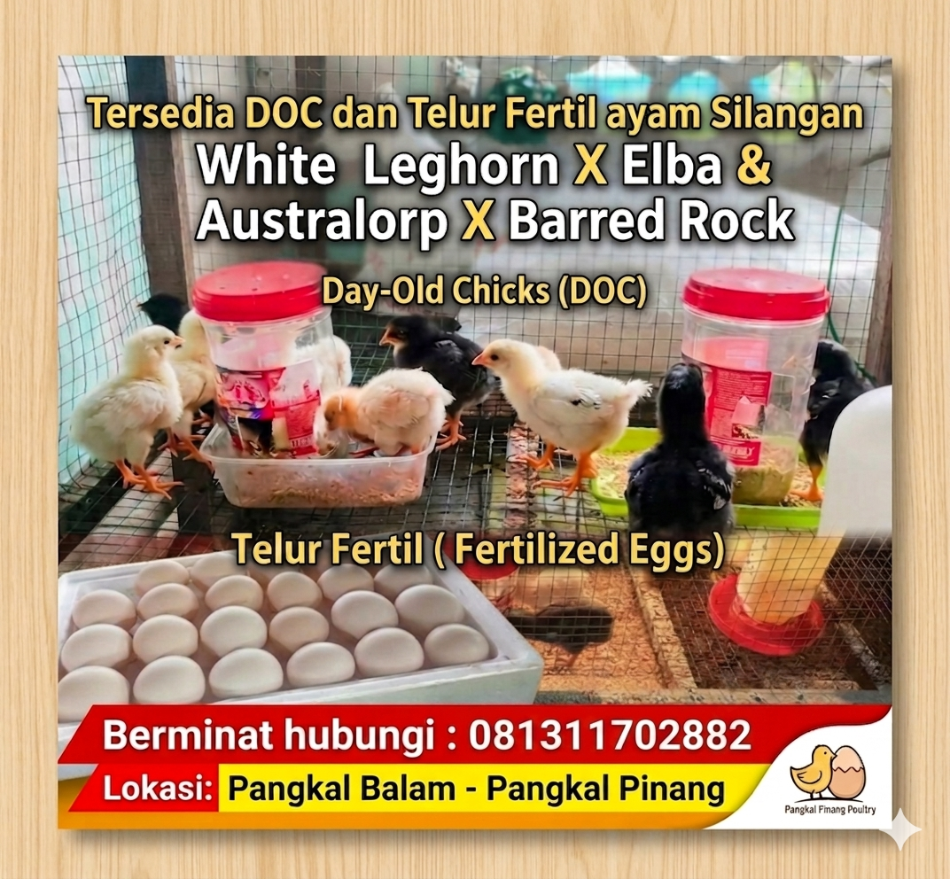 Gemini_Generated_Image_fr5zuyfr5zuyfr5z Gemini_Generated_Image_fr5zuyfr5zuyfr5z